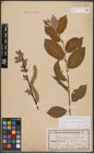 Foto von Salix caprea L. x Salix daphnoides Vill.